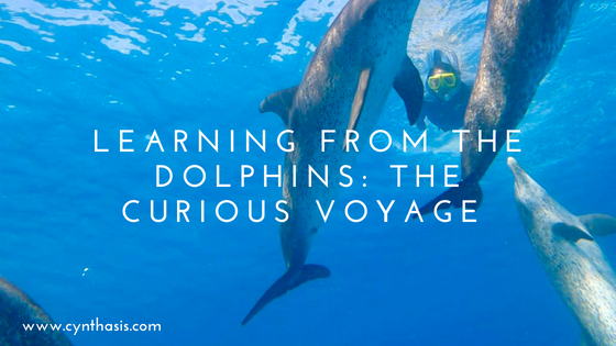 Learning from the Dolphins: The Curious Voyage